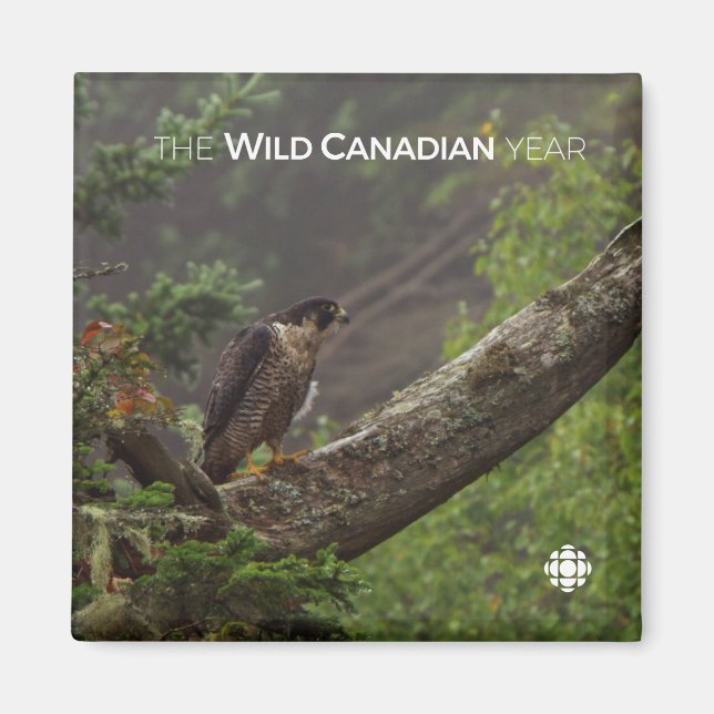 Fall - Peregrine Falcon Magnet (Framsidan)