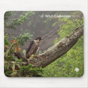 Fall - Peregrine Falcon Musmatta