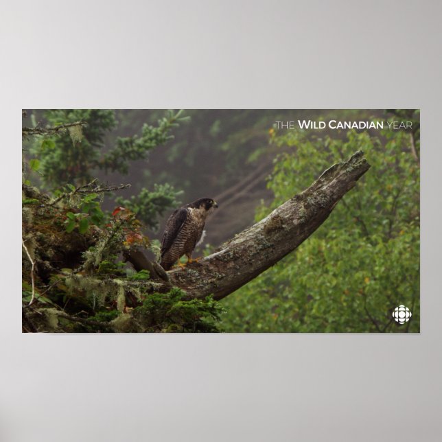Fall - Peregrine Falcon Poster (Framsidan)