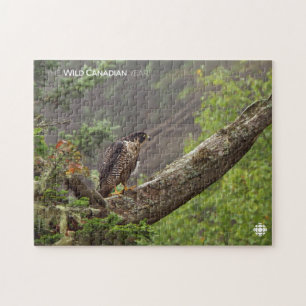 Fall - Peregrine Falcon Pussel