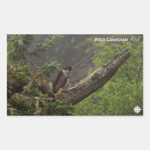 Fall - Peregrine Falcon Rektangulärt Klistermärke