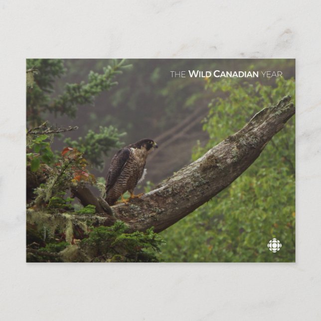 Fall - Peregrine Falcon Vykort (Framsida)