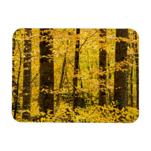 Fall Pisgah National Forest Magnet
