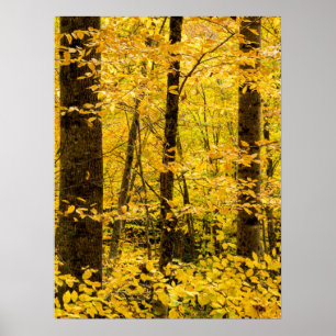 Fall Pisgah National Forest Poster