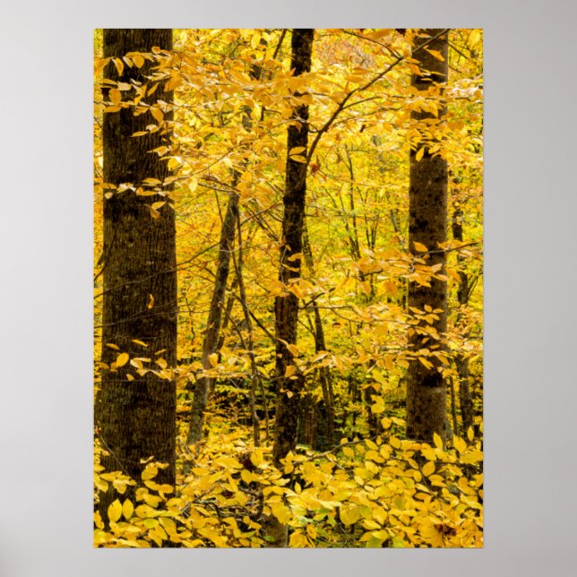 Fall Pisgah National Forest Poster (Framsidan)