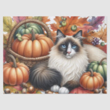 Fall Pumpkins Höst löv Ragdoll Cat