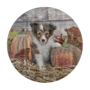 Fall Sheltie Puppy