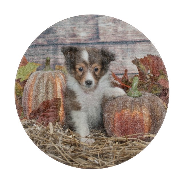 Fall Sheltie Puppy (Framsidan)