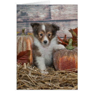 Fall Sheltie Puppy Hälsningskort