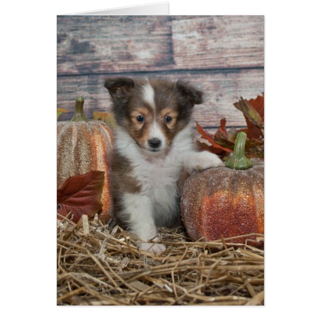 Fall Sheltie Puppy Hälsningskort (Framsidan)