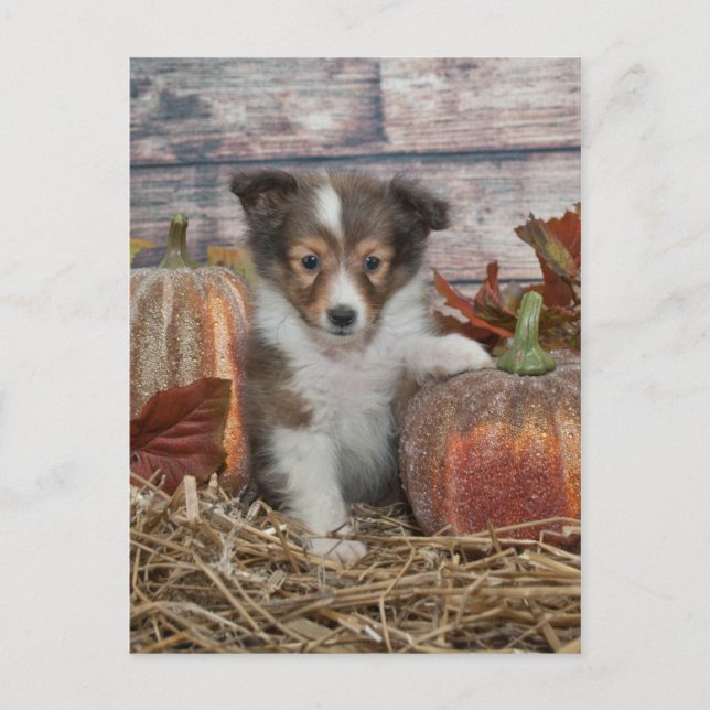 Fall Sheltie Puppy Vykort (Framsida)