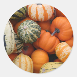 Fall Squash Harvest Runt Klistermärke