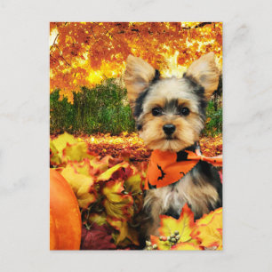 Fall Thanksgiving - Max - Yorkie Helg Vykort