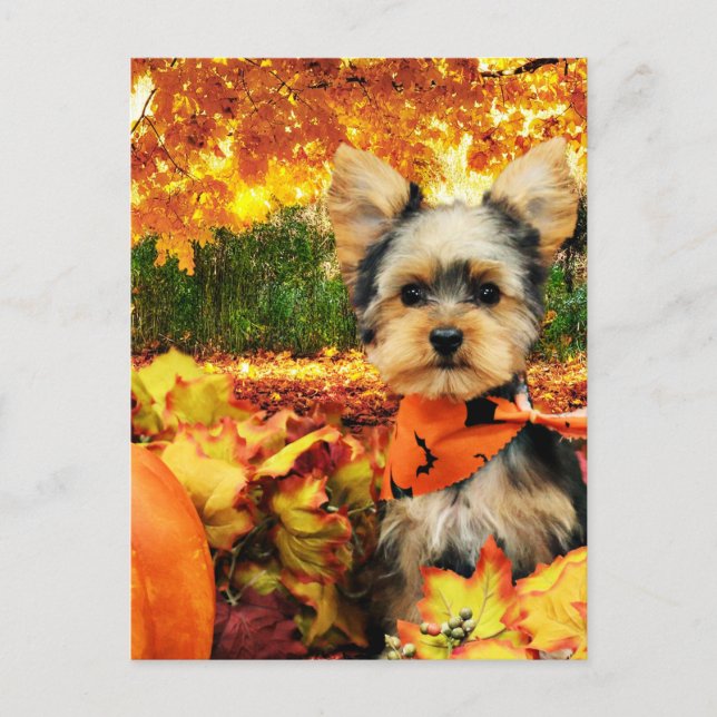Fall Thanksgiving - Max - Yorkie Helg Vykort (Framsida)