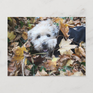 Fall till fall vykort