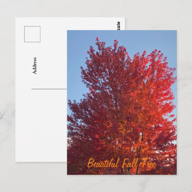 Fall Träd Bild | Vykort (Fram/baksida)