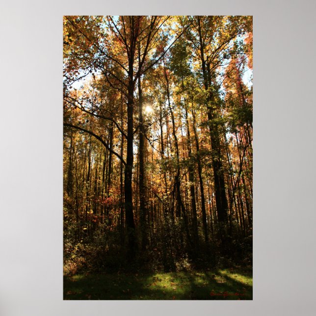 Fall Träd Poster (Framsidan)