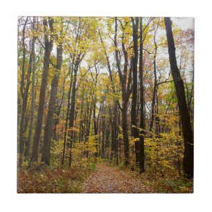 Fall Trail och Golden Löv i Laurel Backe Park Kakelplatta