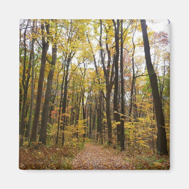 Fall Trail och Golden Löv i Laurel Backe Park Magnet (Framsidan)