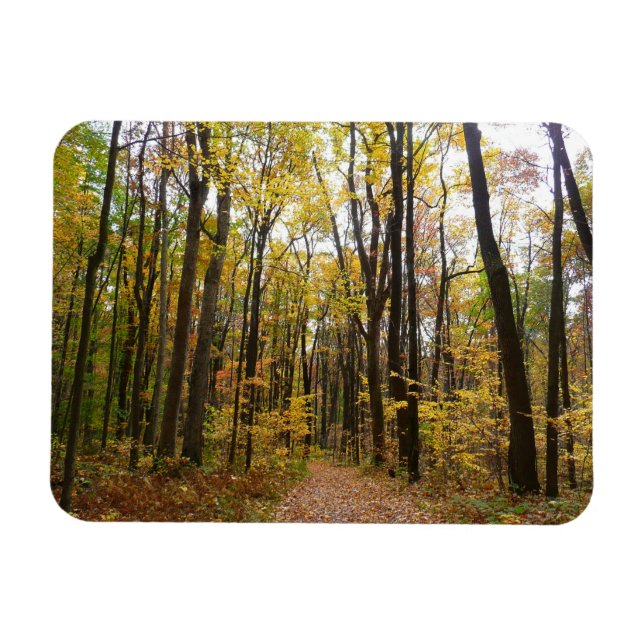 Fall Trail och Golden Löv i Laurel Backe Park Magnet (Horisontell)