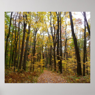 Fall Trail och Golden Löv i Laurel Backe Park Poster
