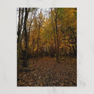 Fall Trees at Sunset Taylor Michigan Postcard Helg Vykort