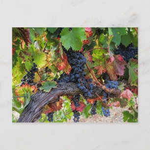 Fall Vin Graphics Vineyard-vykort Vykort