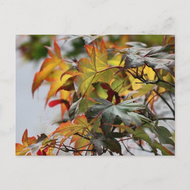 Fall Vykort (Framsida)