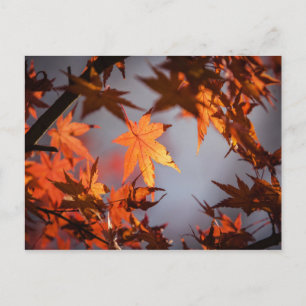 Fall Wonderland, Hösten Färg Vykort