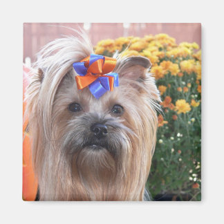Fall Yorkie Roligt Magnet