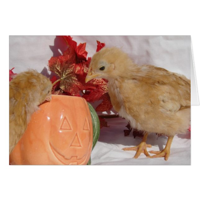 Fallande Chickar Hälsningskort (Framsidan Horizontal)