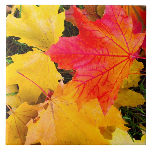 Fallande mapel löv på marken kakelplatta (Framsidan)