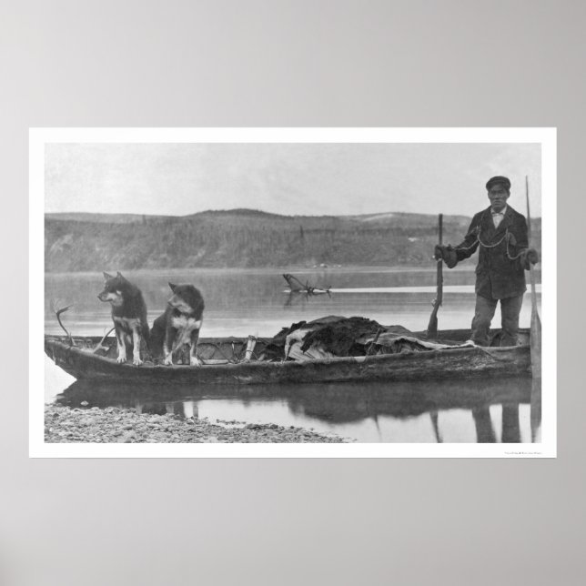 Fällare med Gömmer och Hundar Alaska 1906 Poster (Framsidan)