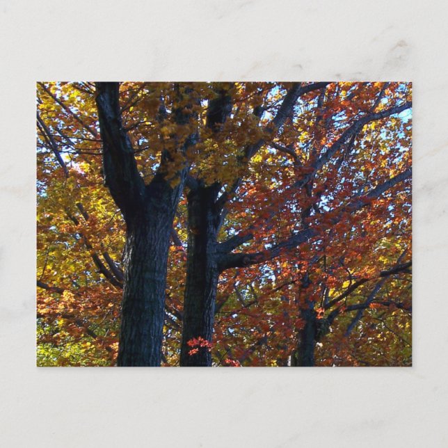 Falldelikat Vykort (Framsida)