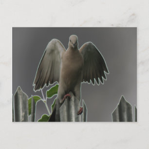 Fallen Angel Dove-vykort Vykort