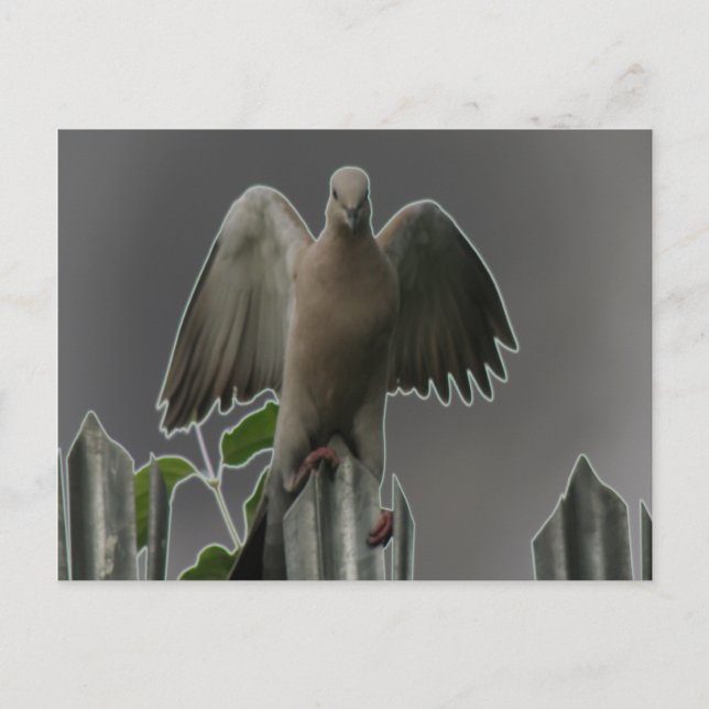 Fallen Angel Dove-vykort Vykort (Framsida)