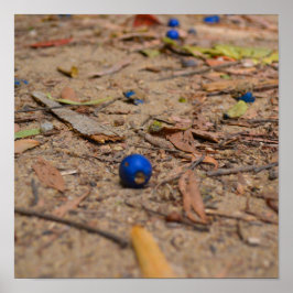 Fallen Bluebär Poster