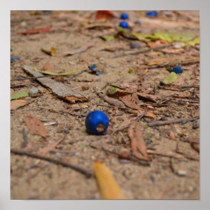 Fallen Bluebär Poster