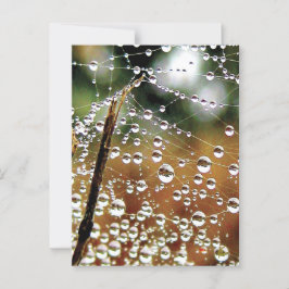 Fallen Fence Covered in Dew, Spindelnät Vykort