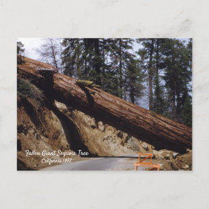 Fallen Giant Sequoia Träd California 1952 Vykort