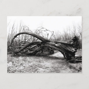 Fallen Giants, Träd Warriors, Nature/Wilderness Vykort