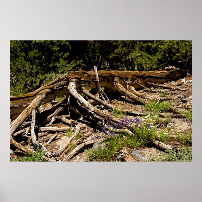 Fallen Gräs Träd Poster (Framsidan)