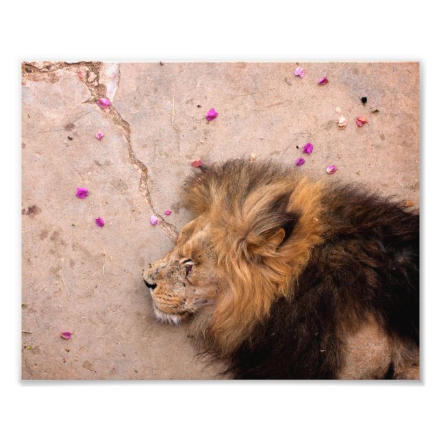 Fallen Kung Fototryck (Framsidan)