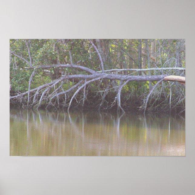 Fallen Träd Reflection Photo Poster (Framsidan)