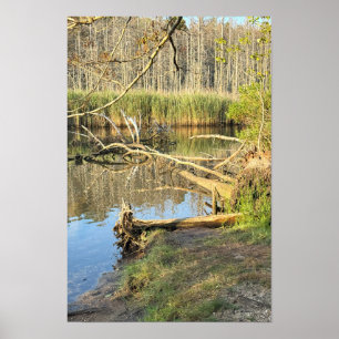 Fallen Träd Waterscape Poster