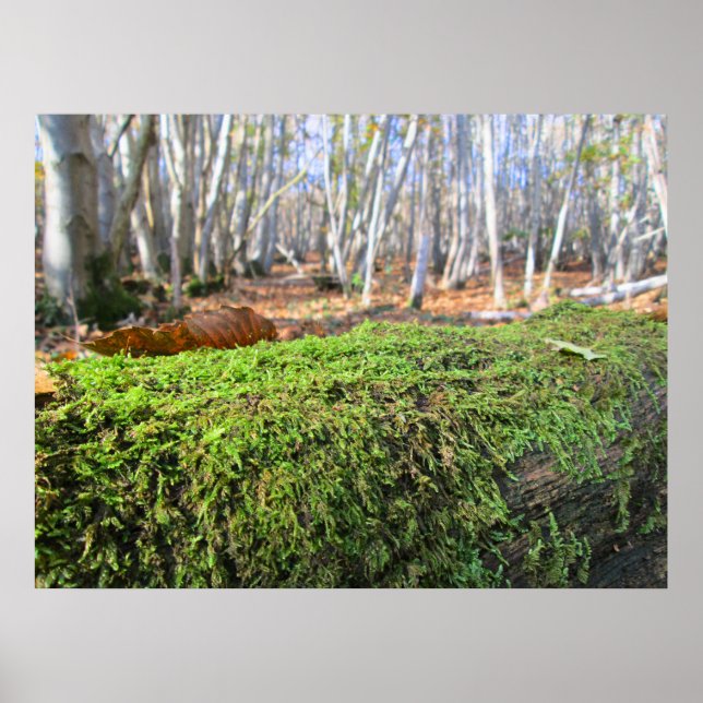 Fallen Tree in Autumn Moss  - Personalised Poster (Framsidan)