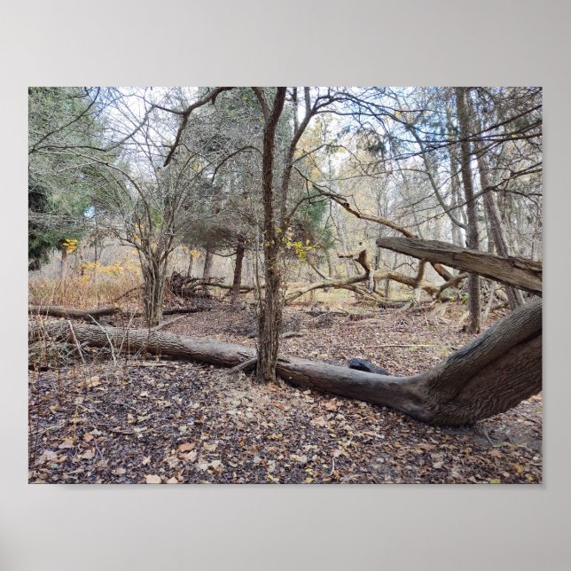 Fallen Trees Poster (Framsidan)