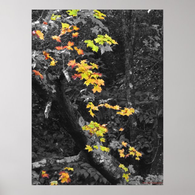 Fallens färg poster (Framsidan)