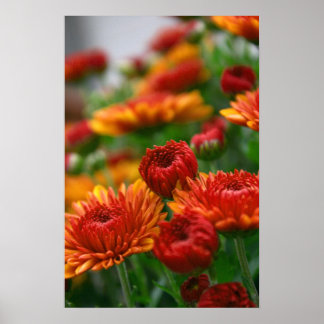 Fallens skönhet poster