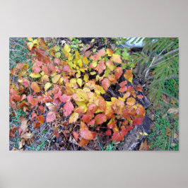 Fallgift-vivel Poster